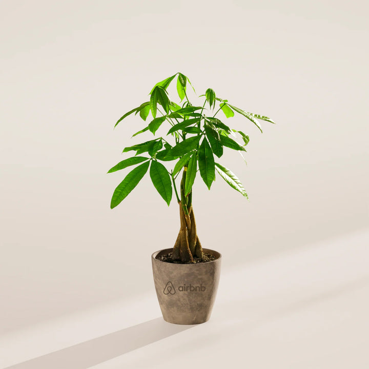 Money Tree Plant Kit