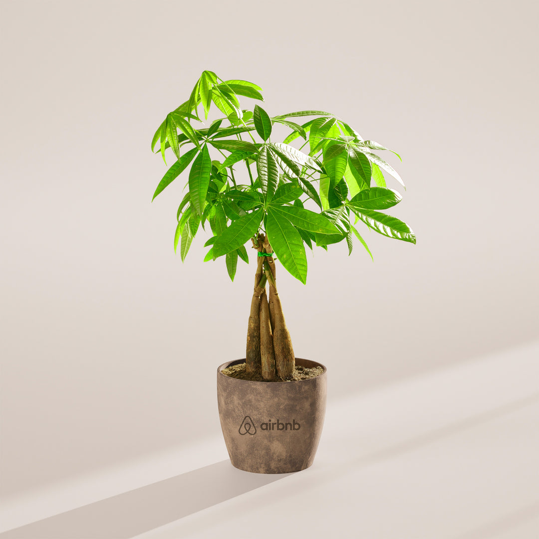 Money Tree Plant Kit
