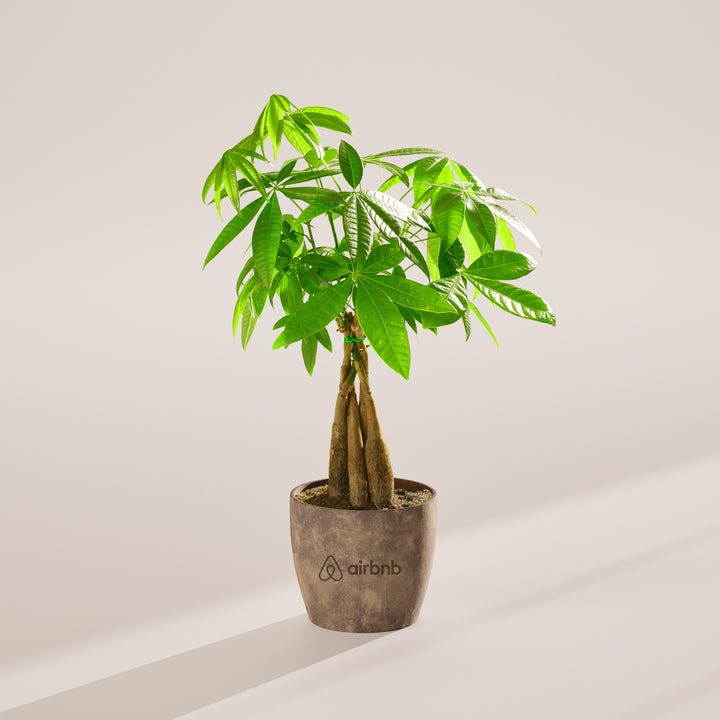 Money Tree Plant Kit