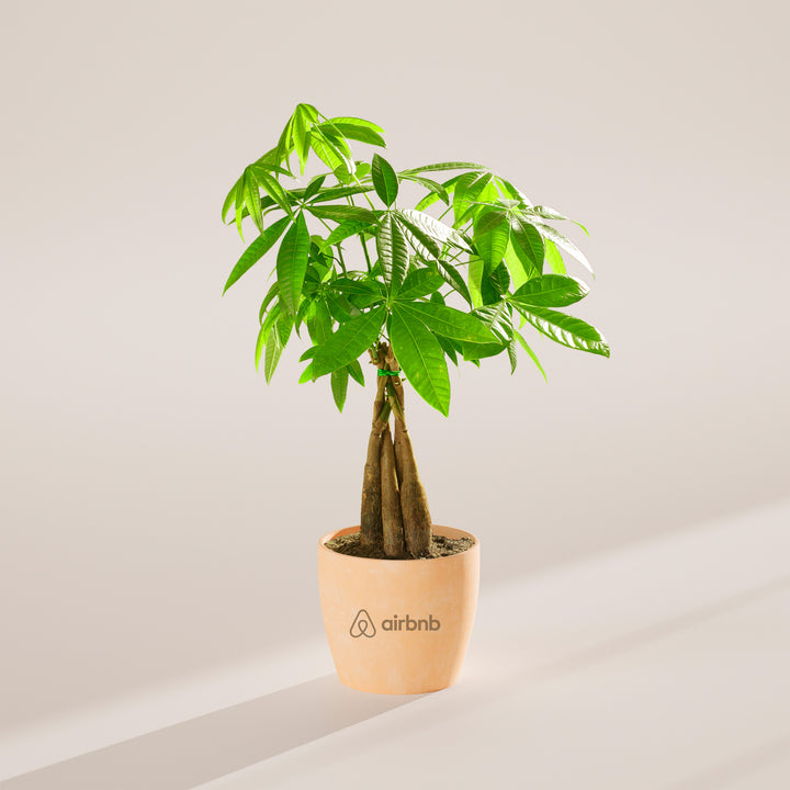 Money Tree Plant Kit