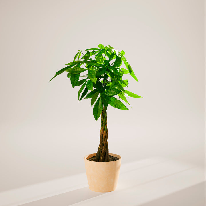 Money Tree Plant Kit