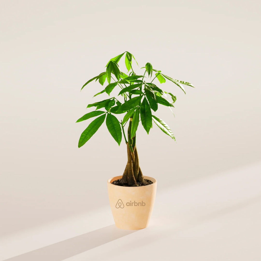 Money Tree Plant Kit