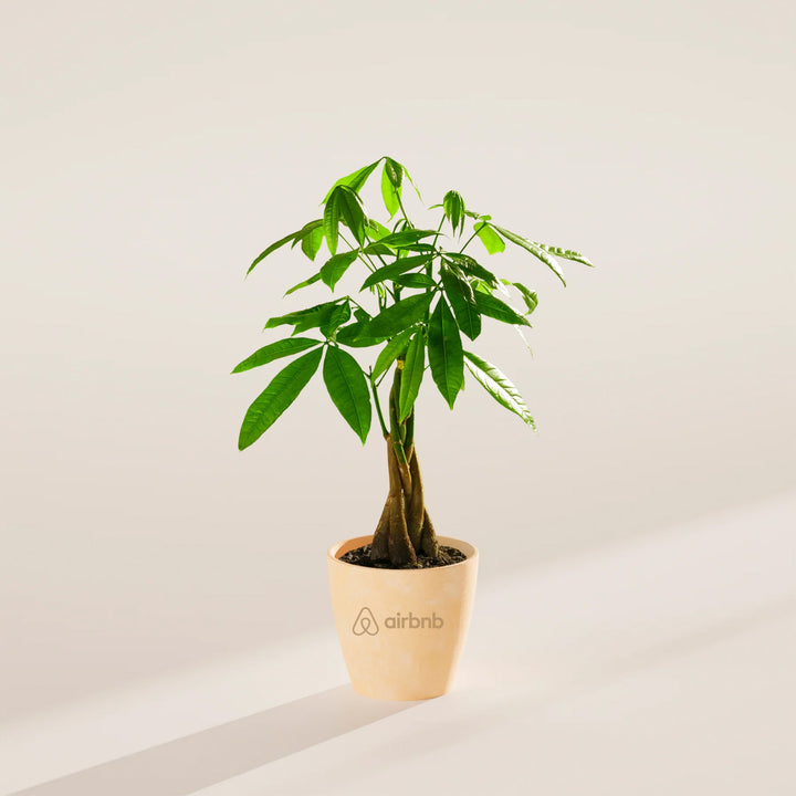 Money Tree Plant Kit