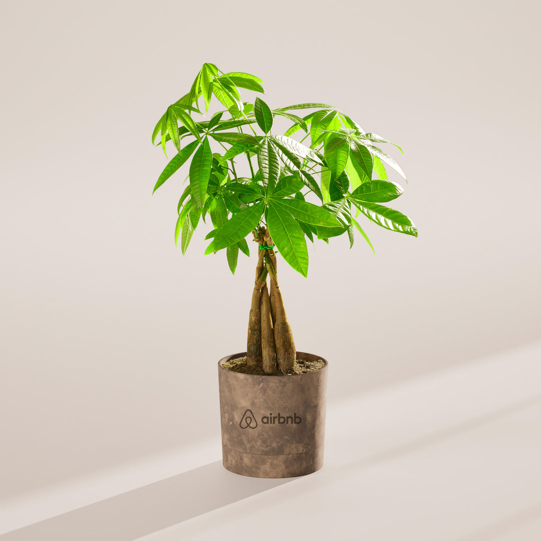 Money Tree Plant Kit