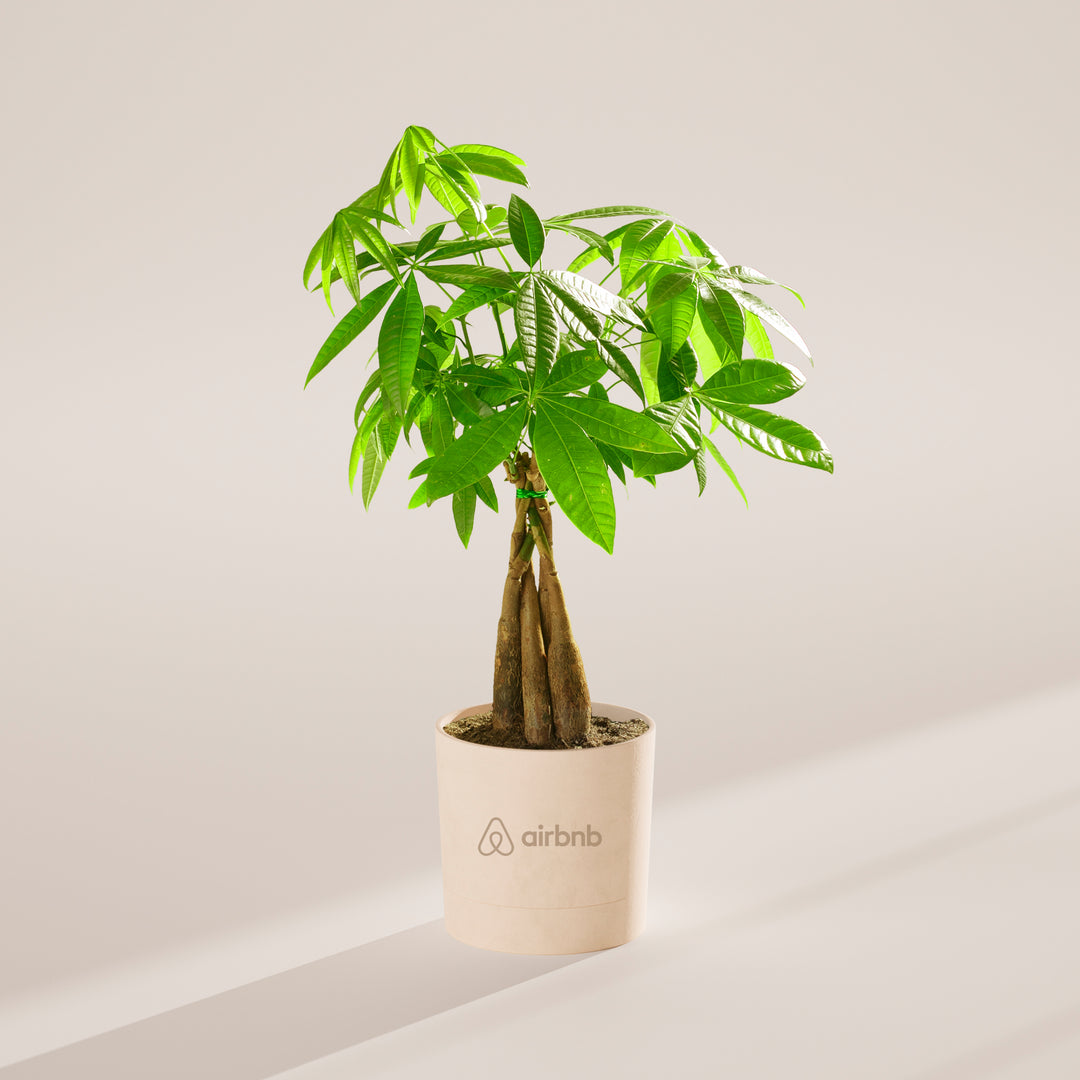 Money Tree Plant Kit