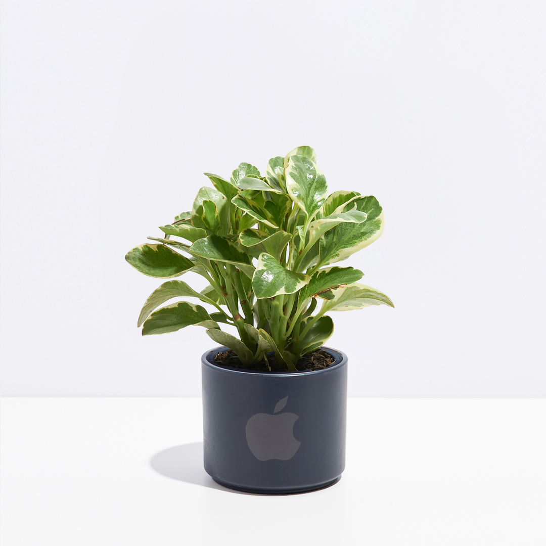 Peperomia Variegated Baby Rubber Plant Kit