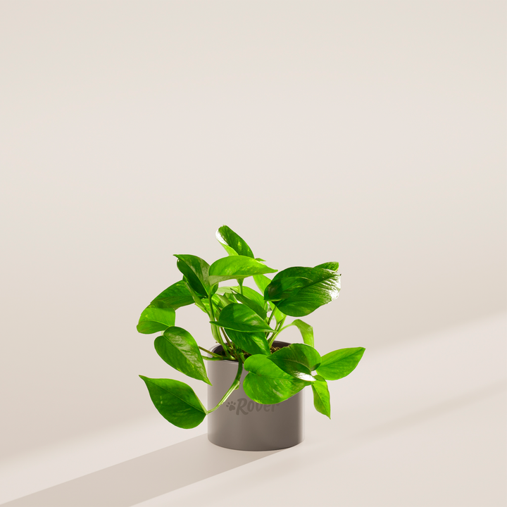 Golden Pothos Plant Kit