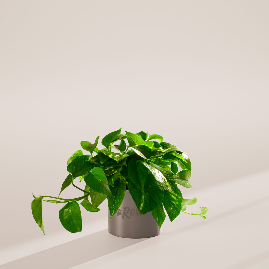 Golden Pothos Plant Kit