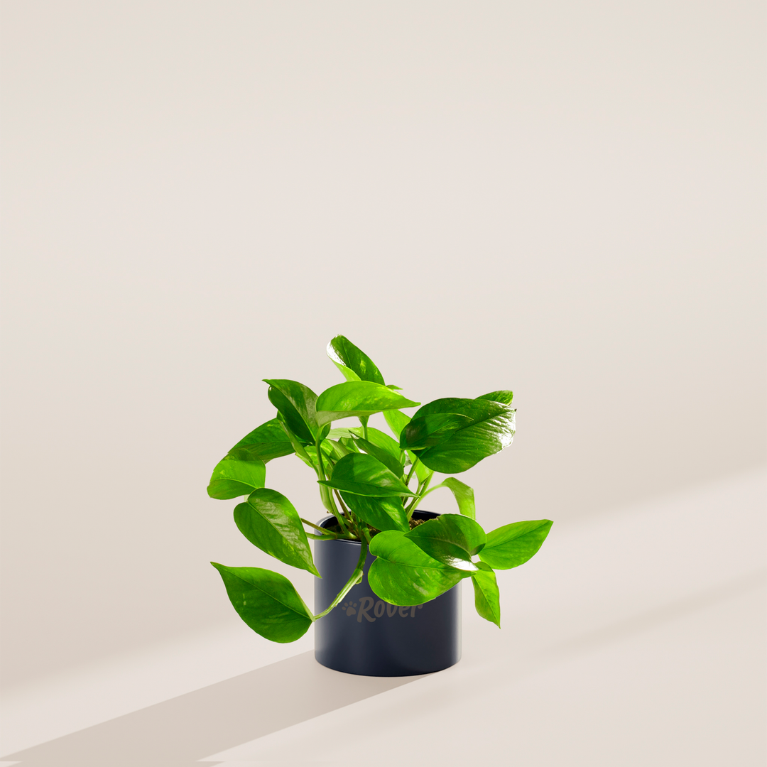 Golden Pothos Plant Kit