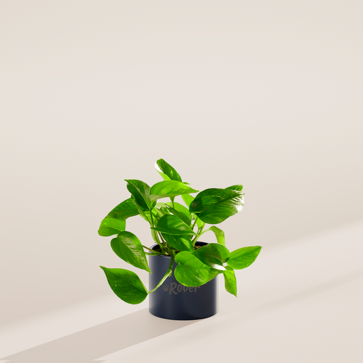 Golden Pothos Plant Kit