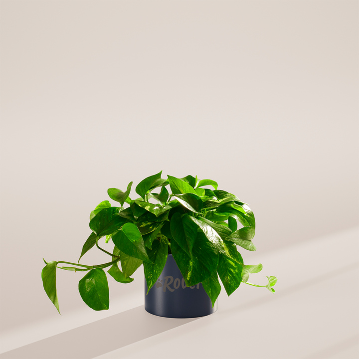 Golden Pothos Plant Kit