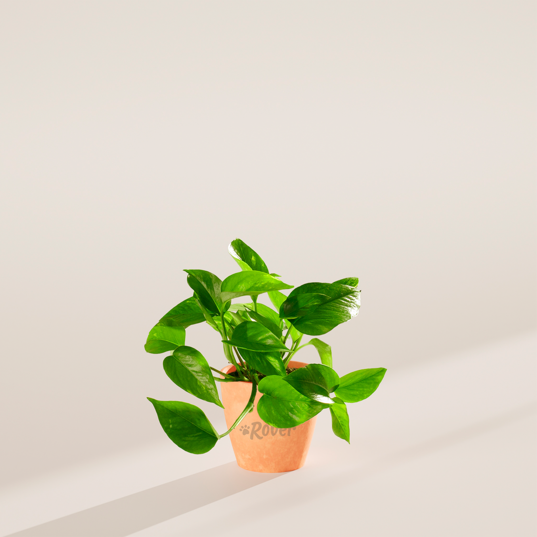 Golden Pothos Plant Kit