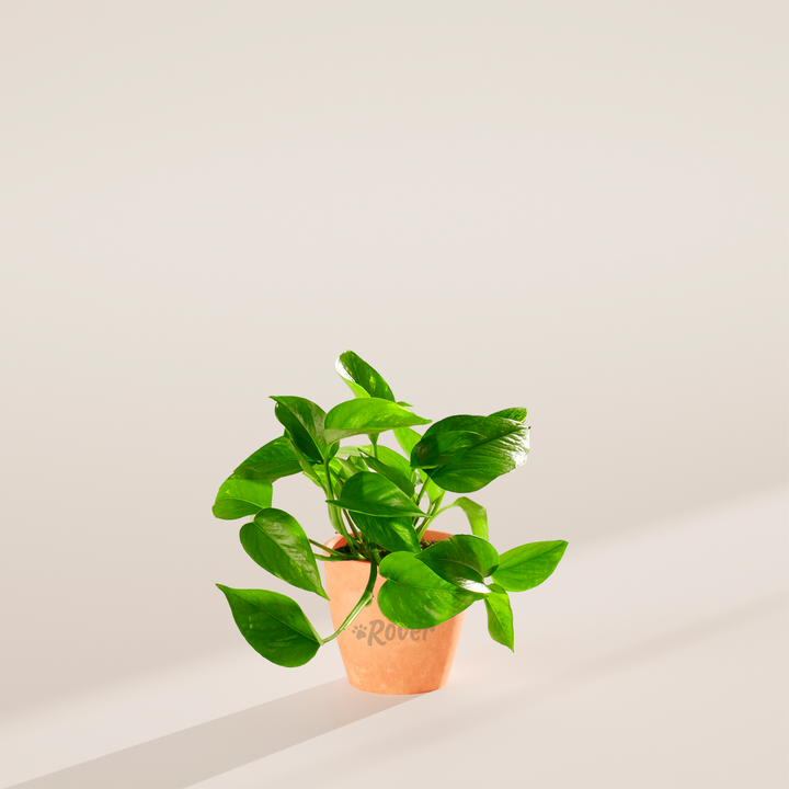 Golden Pothos Plant Kit