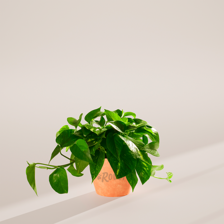 Golden Pothos Plant Kit