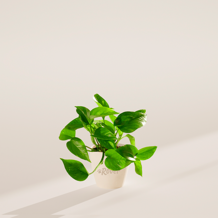 Golden Pothos Plant Kit