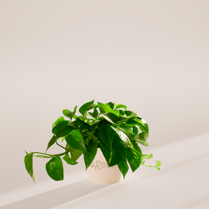 Golden Pothos Plant Kit