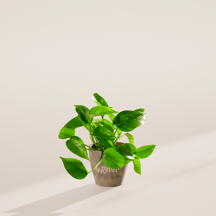 Golden Pothos Plant Kit