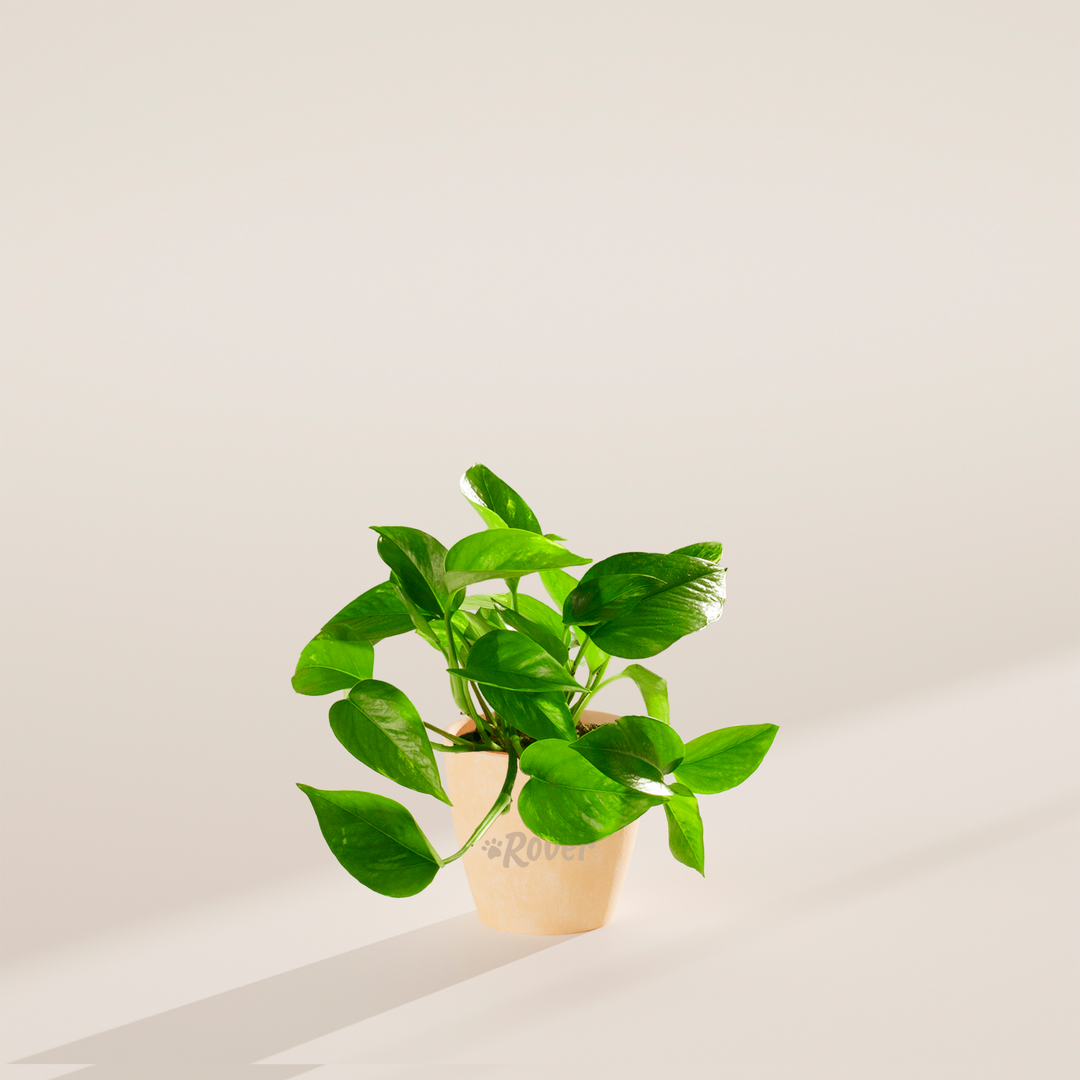 Golden Pothos Plant Kit