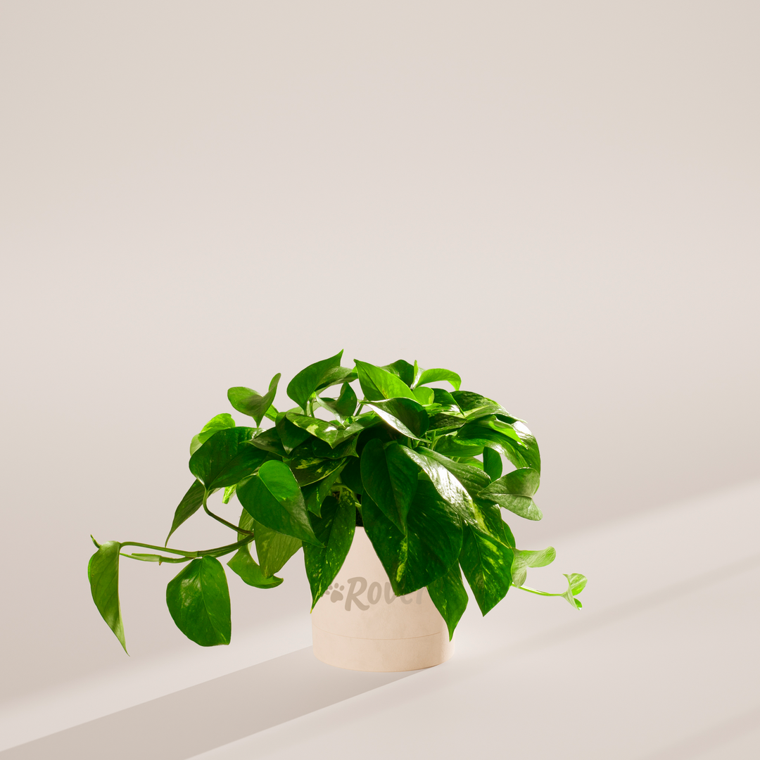 Golden Pothos Plant Kit