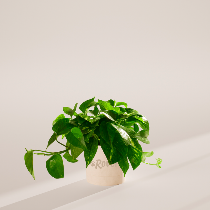 Golden Pothos Plant Kit