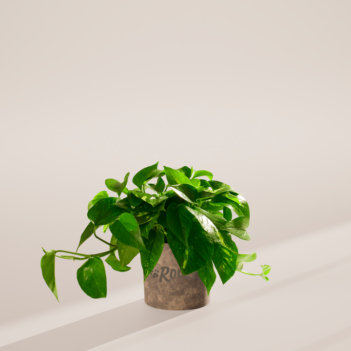 Golden Pothos Plant Kit