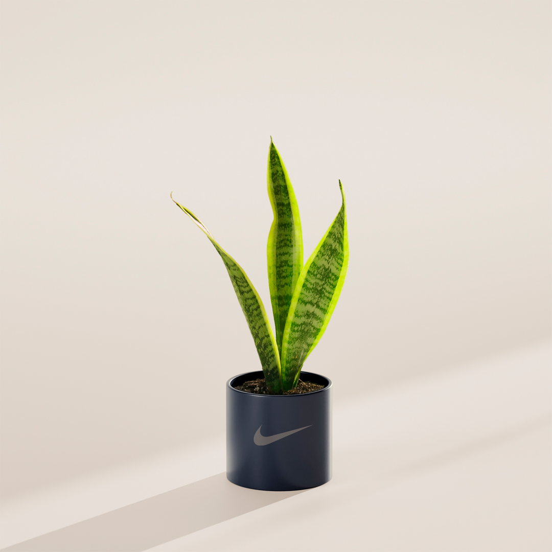 Snake Plant Kit