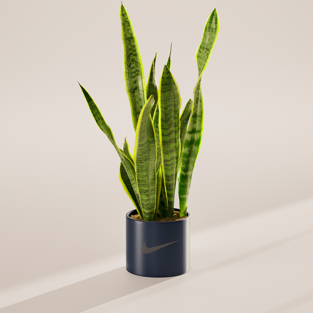 Snake Plant Kit