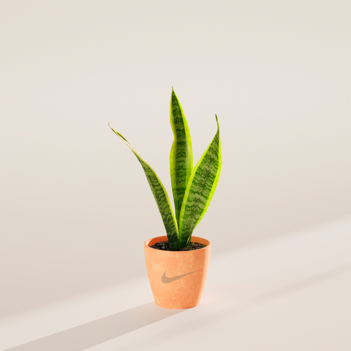 Snake Plant Kit