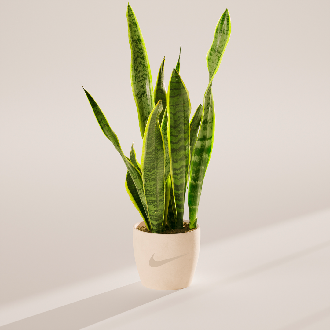 Snake Plant Kit