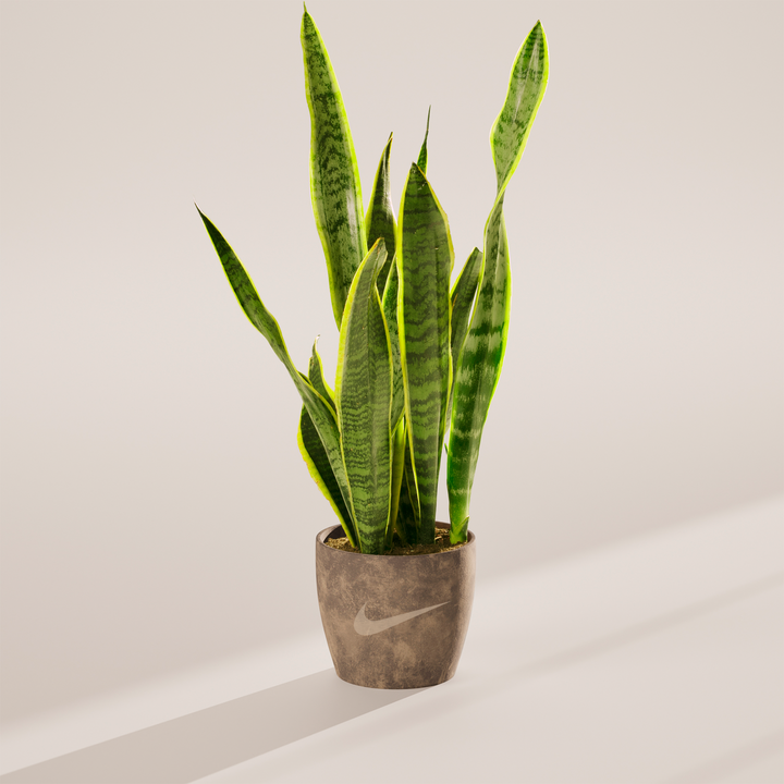 Snake Plant Kit