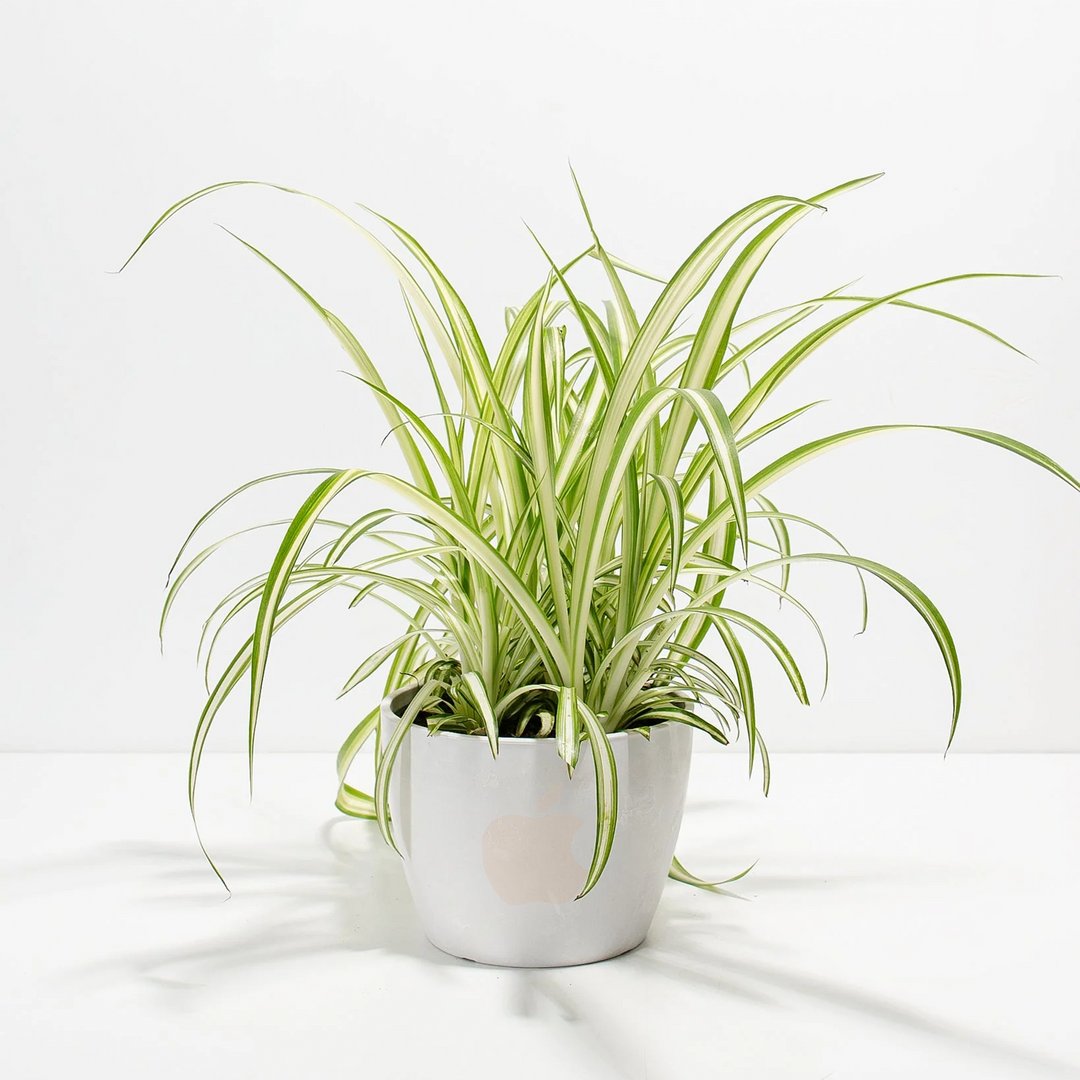 Spider Plant Kit