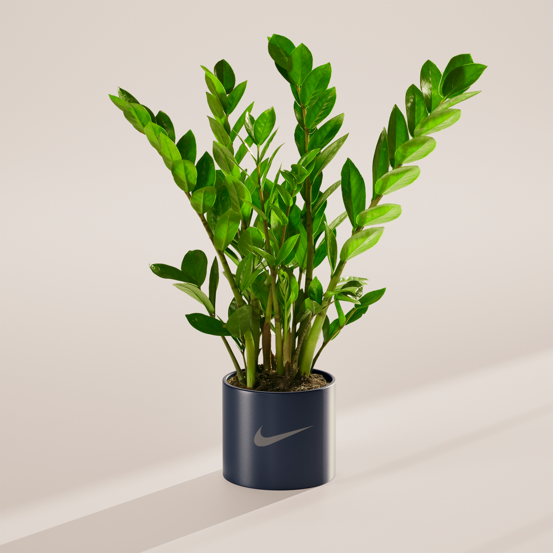 ZZ Plant Kit