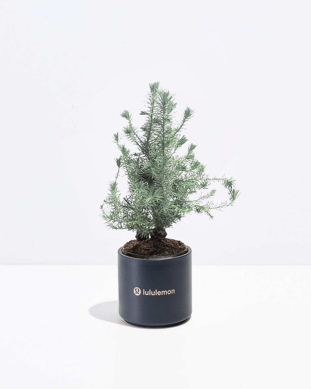 Miniature Christmas Tree Plant Kit