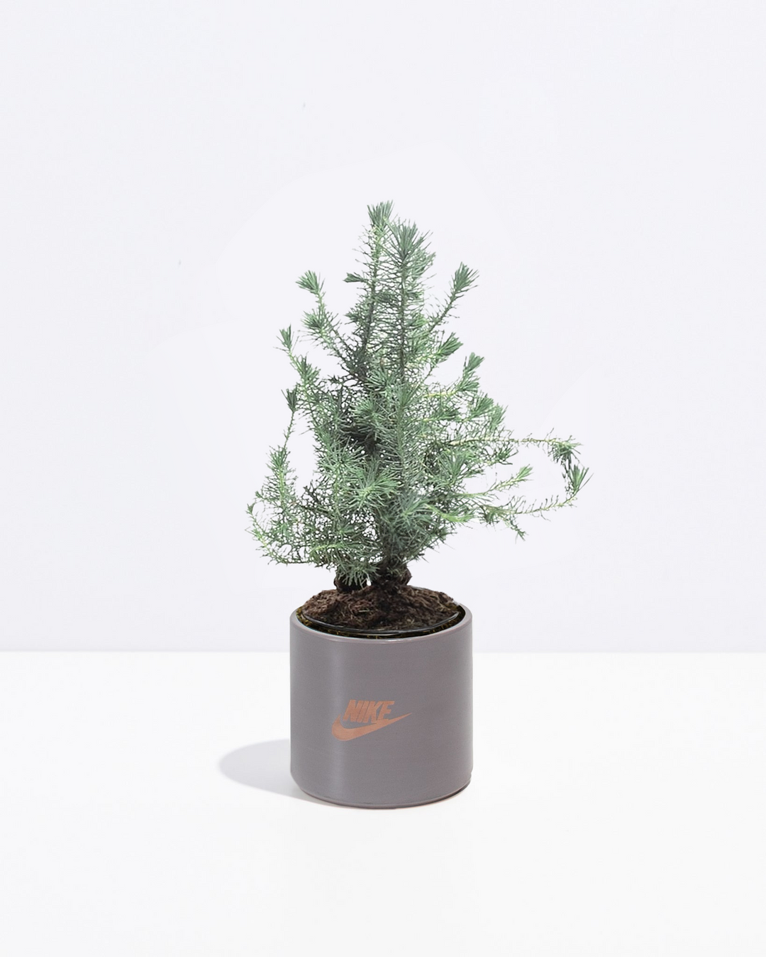 Miniature Christmas Tree Plant Kit