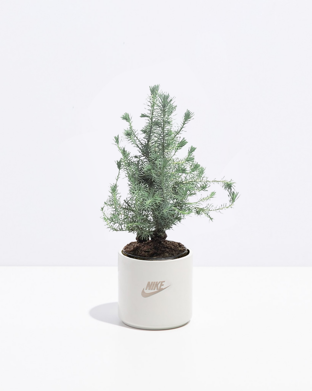 Miniature Christmas Tree Plant Kit