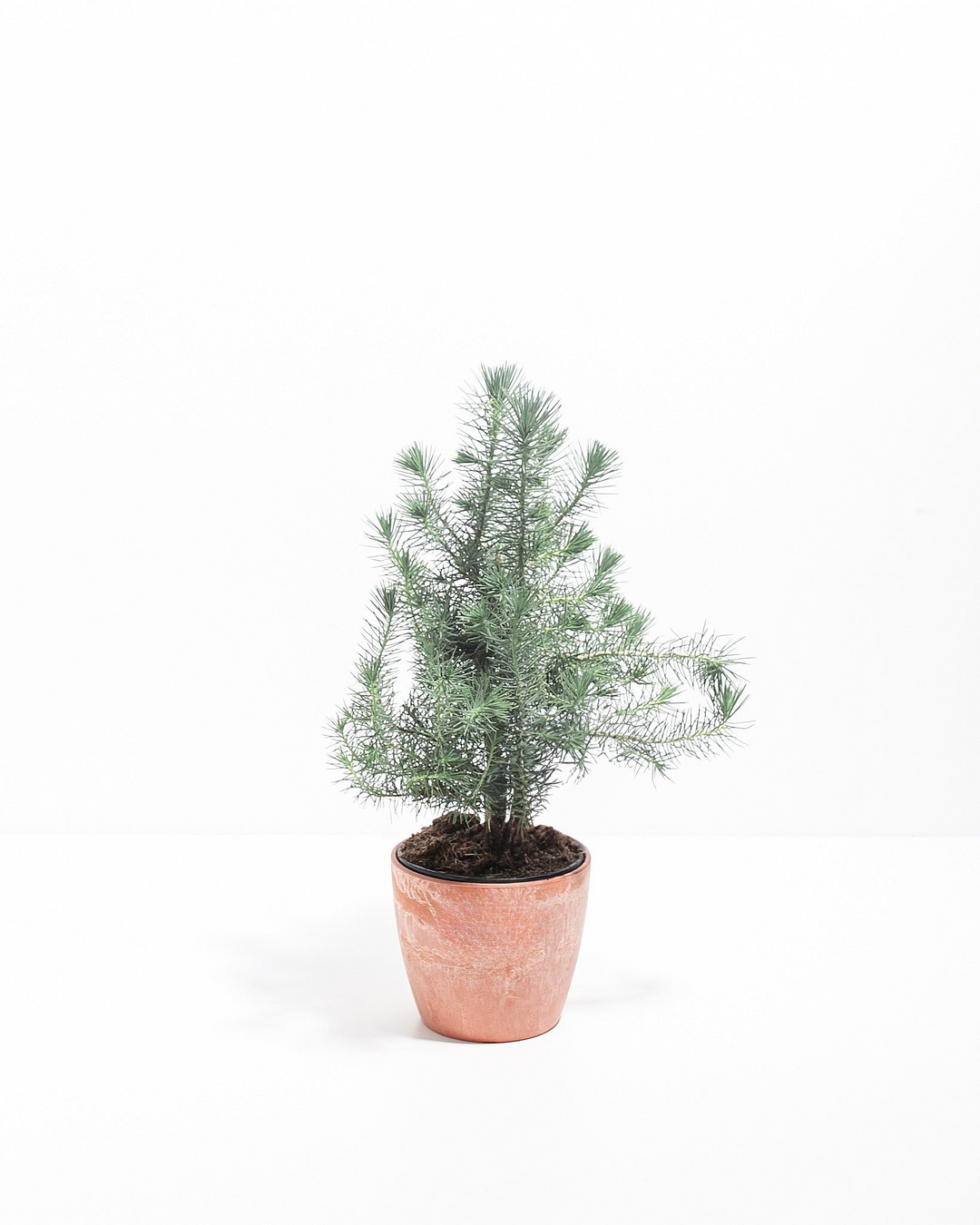 Miniature Christmas Tree Plant Kit