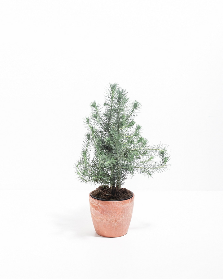 Miniature Christmas Tree Plant Kit