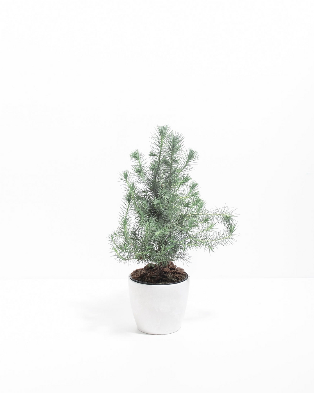 Miniature Christmas Tree Plant Kit