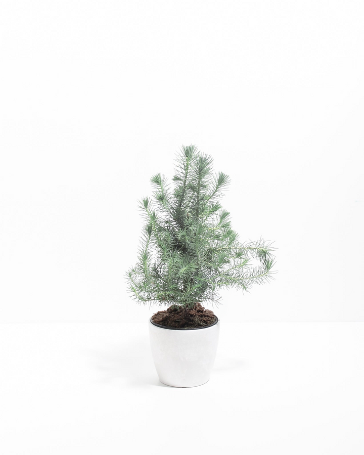 Miniature Christmas Tree Plant Kit