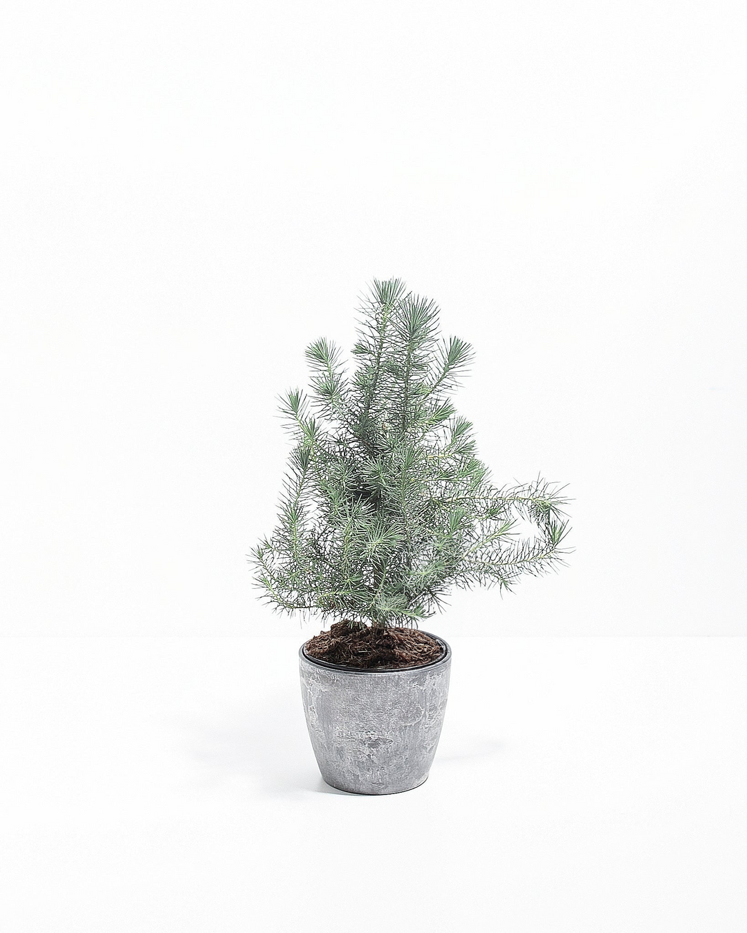 Miniature Christmas Tree Plant Kit