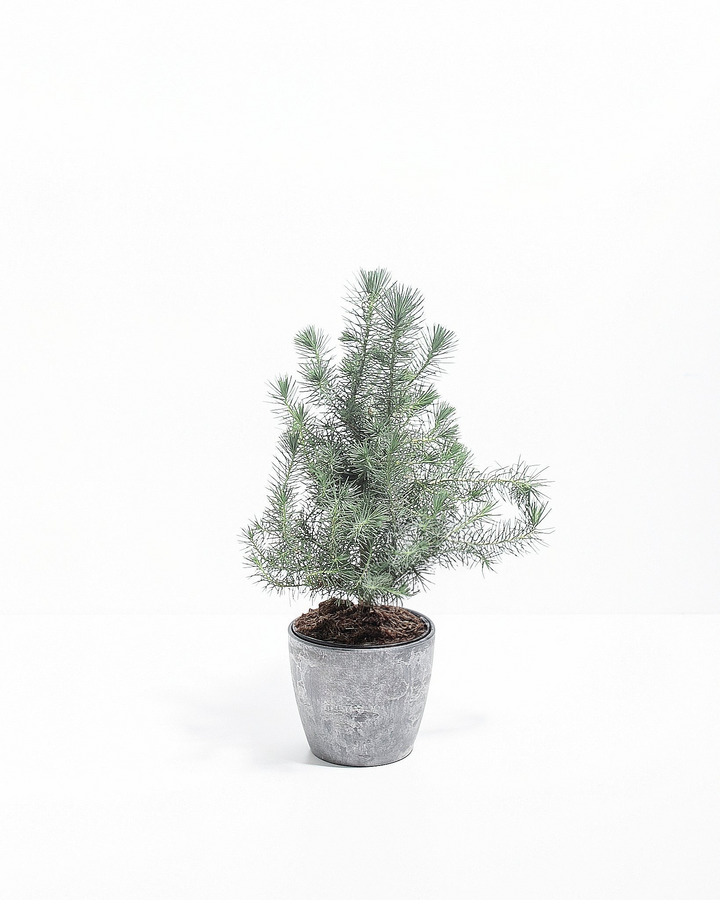 Miniature Christmas Tree Plant Kit