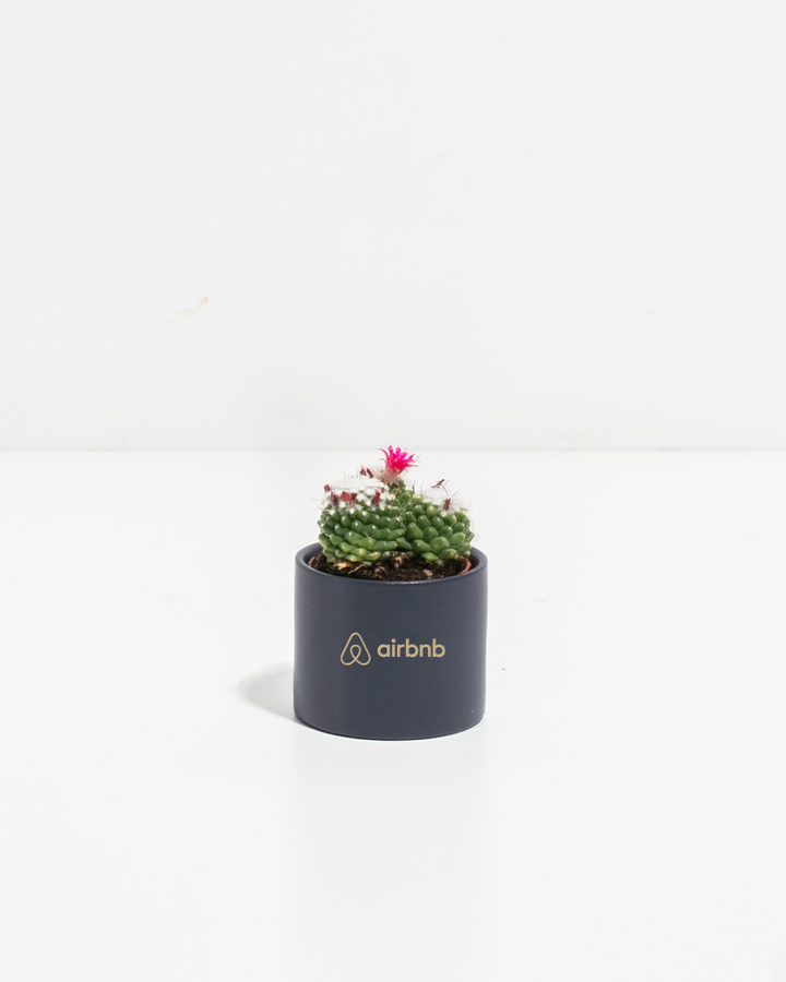 Petite Cactus Plant Kit