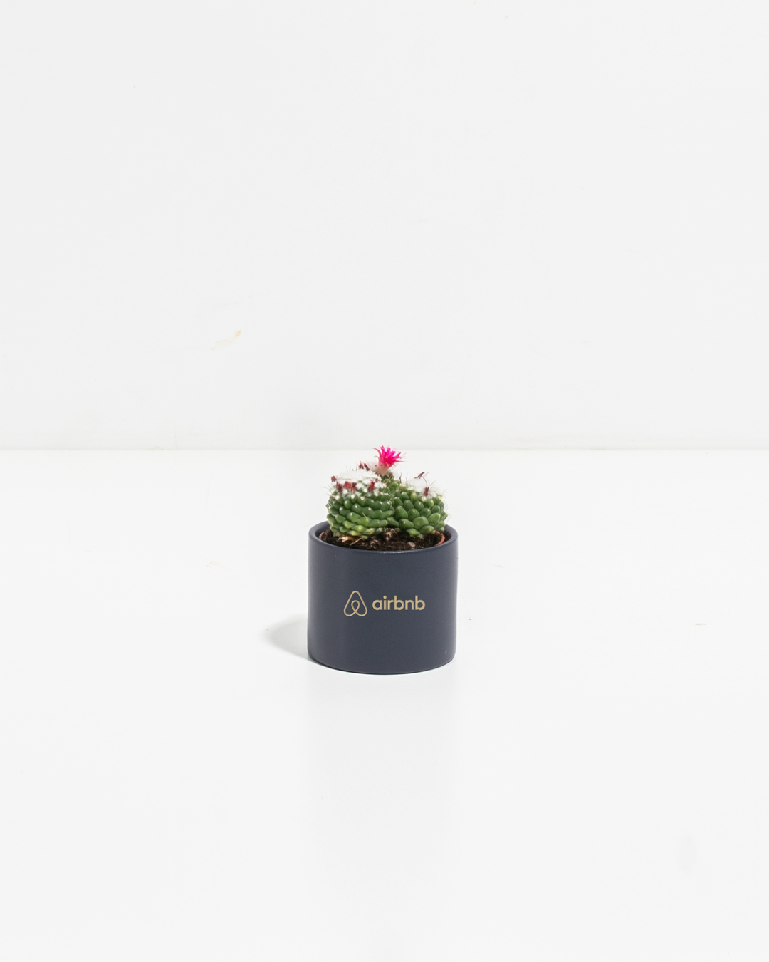Petite Cactus Plant Kit