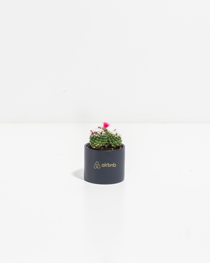 Petite Cactus Plant Kit
