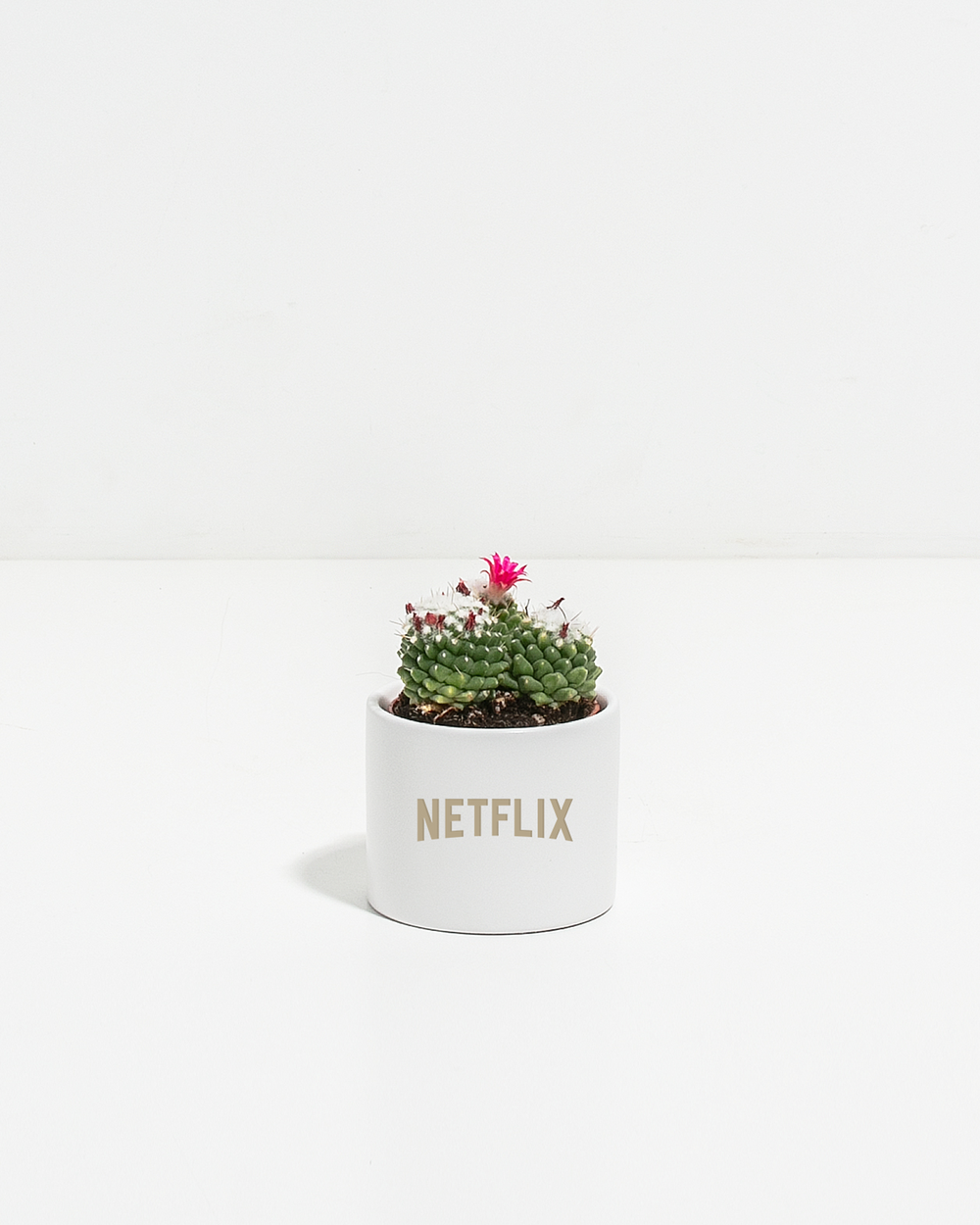 Petite Cactus Plant Kit