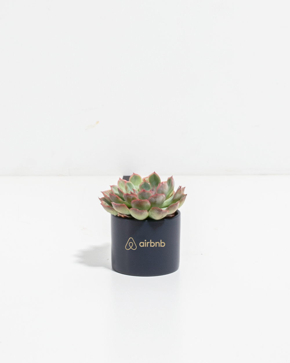 Petite Succulent Plant Kit