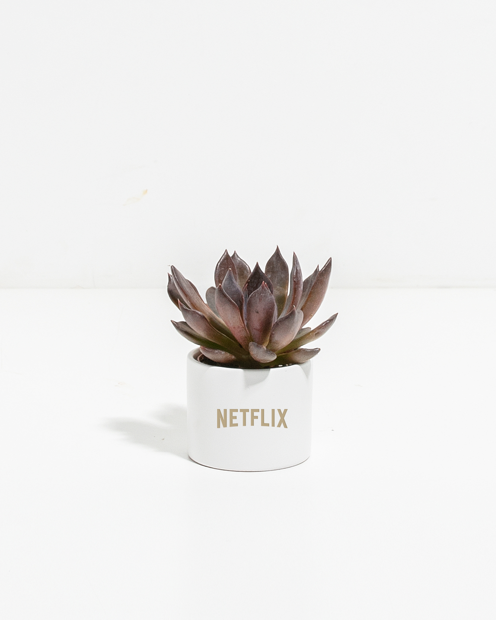 Petite Succulent Plant Kit