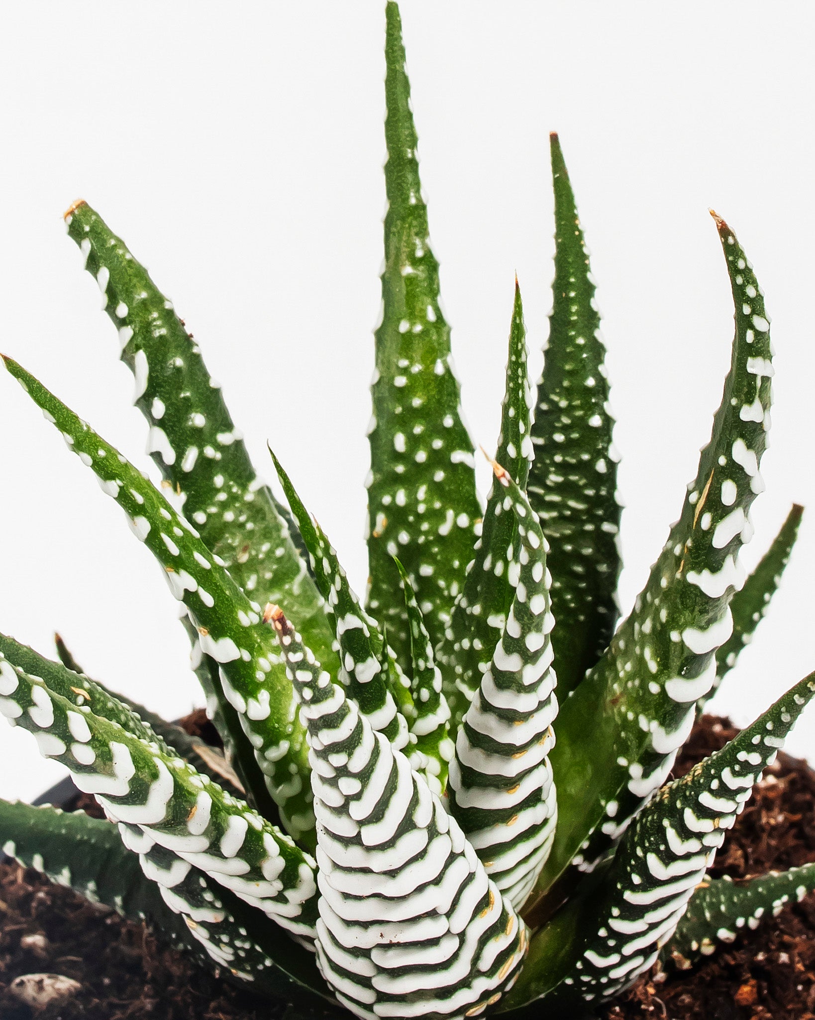 Petite Zebra Succulent Plant Kit