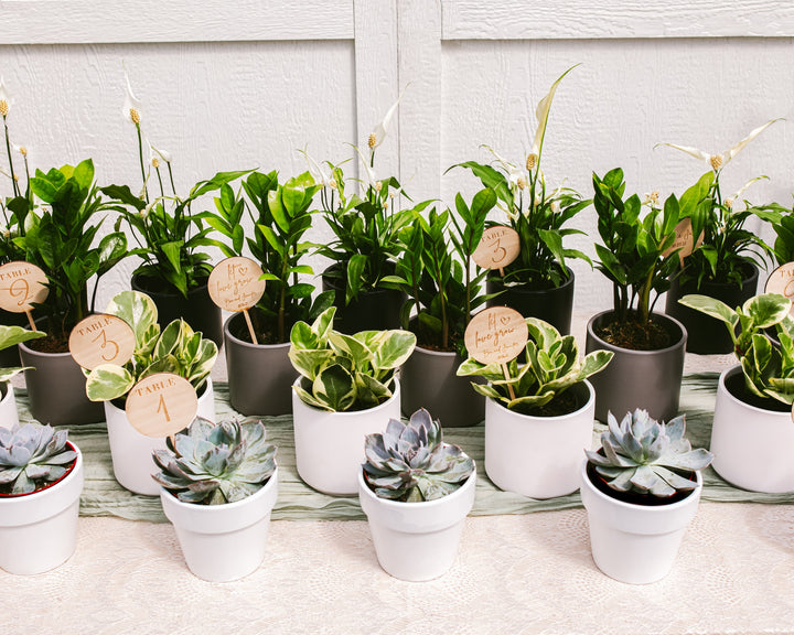 Centerpiece Bundle
