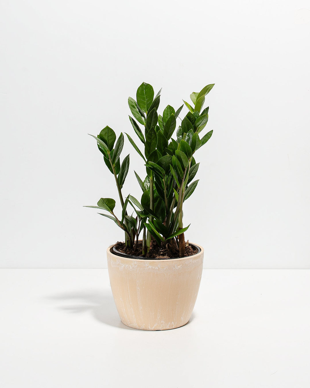 ZZ Plant Kit